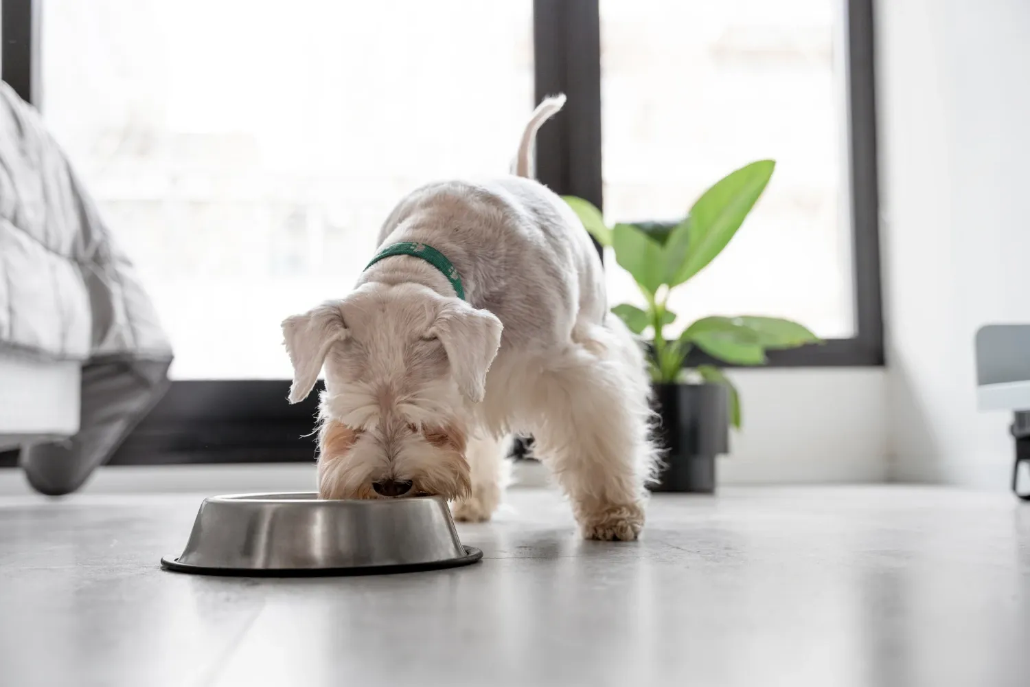 10 aliments interdits pour les chiens