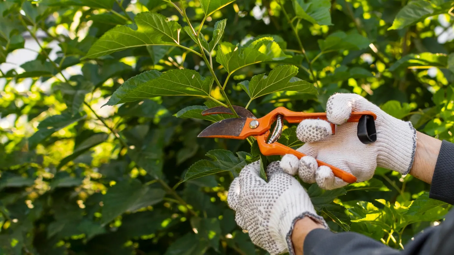 Entretien du jardin: quand tailler ses arbres et arbustes ?